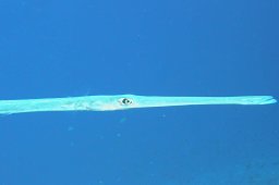 20011009_2_Elphinstone_Süd_0003